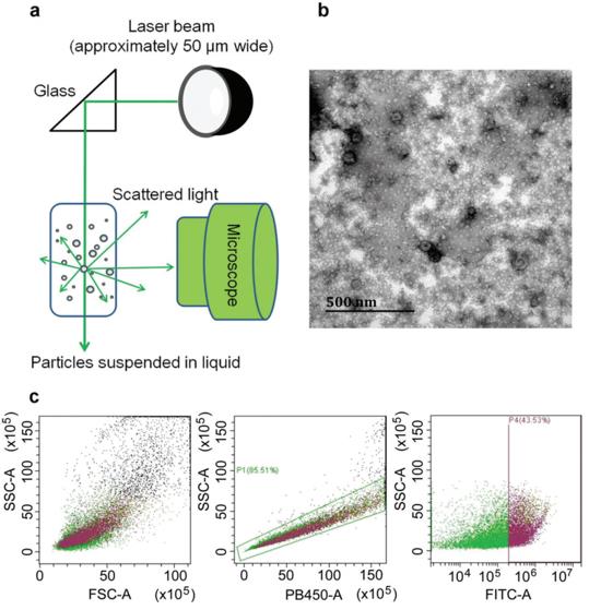 LDH Cytotoxicity Assay